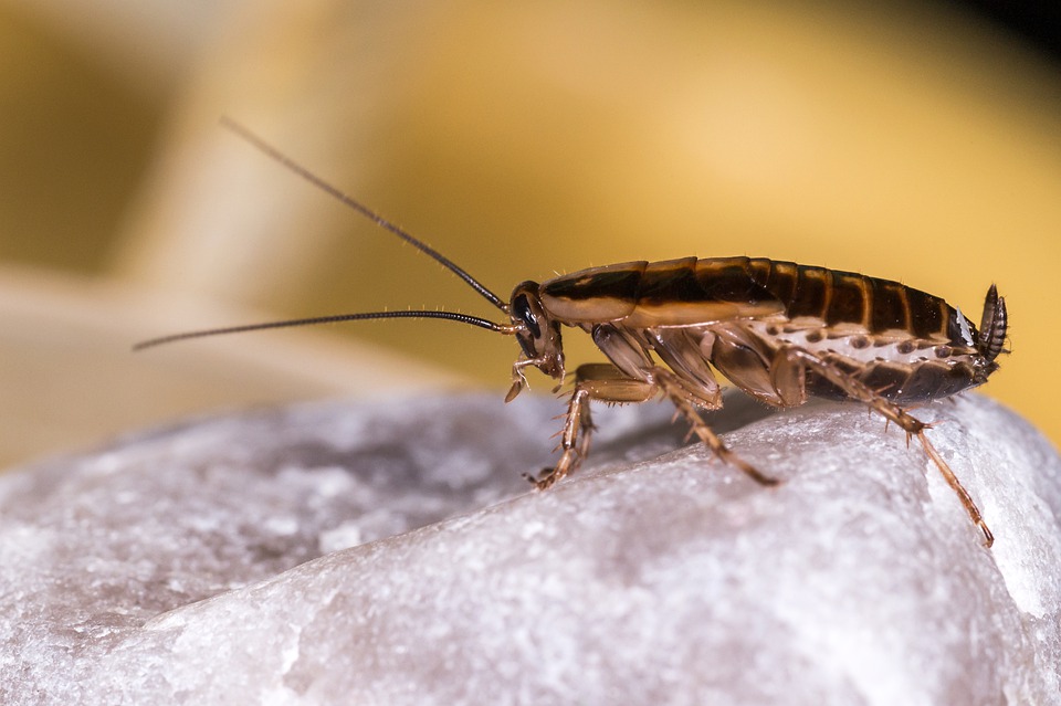 blattella germanica 4837660 960 720 cockroach pest control