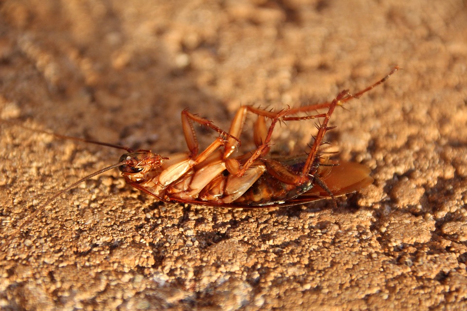 cockroach 3116192 960 720 cockroach pest control