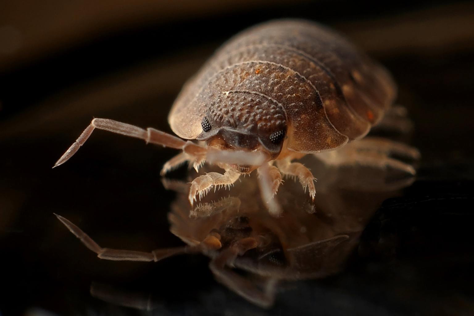 bed bug control picture of bed bug