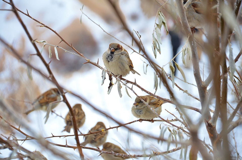 bird-control-near-me bird control near me pest control newark