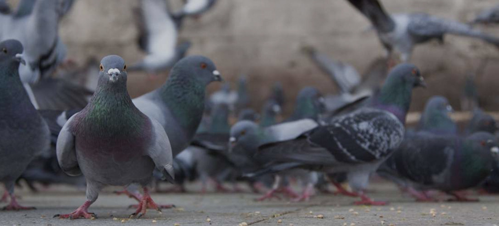 bird-control-newark bird control services for pigeons
