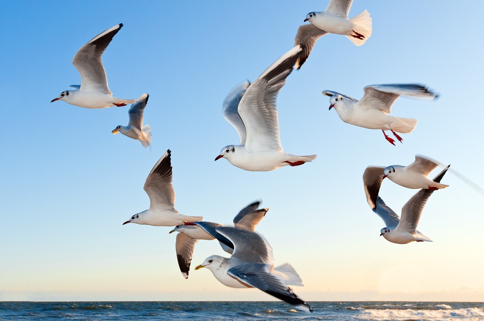 bird-removal-nj bird removal nj bird control