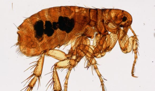 flea-exterminator-near-me-newark-nj flea exterminator near me newark nj flea removal