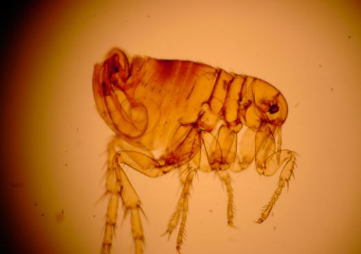 flea-removal-newark-nj flea removal Newark, NJ service