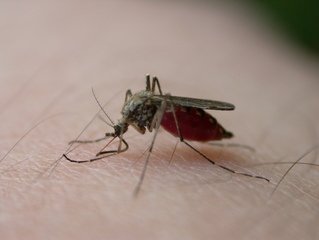 mosquito control needed as pest is on hand
