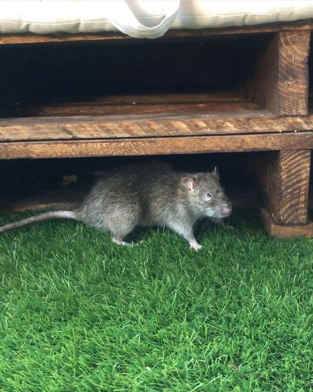 pest rodent control rodent control