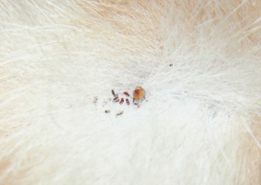 pest-service-for-fleas-nj pest service for fleas nj flea removal