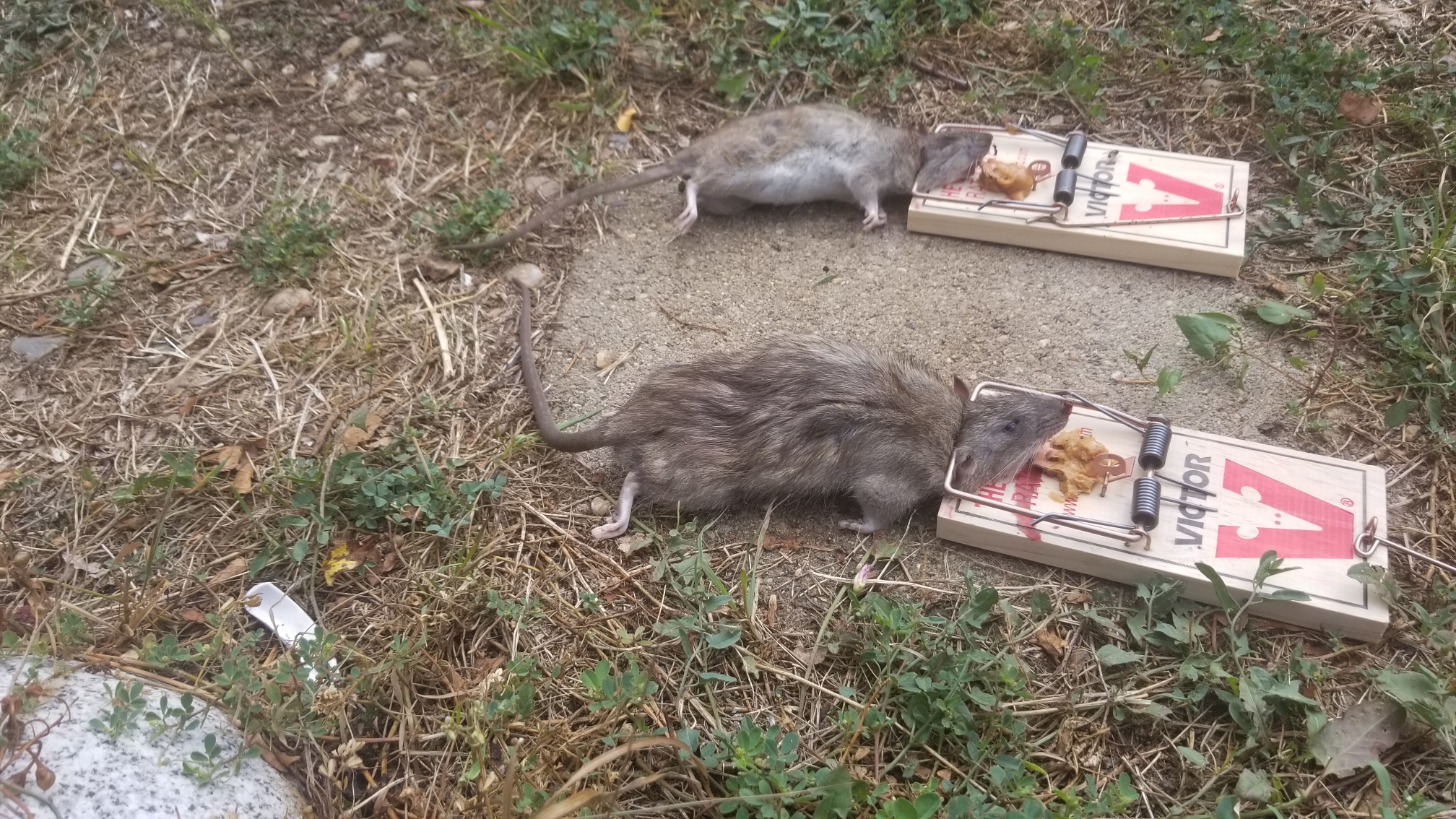 2 rats caught with rodent control in newark