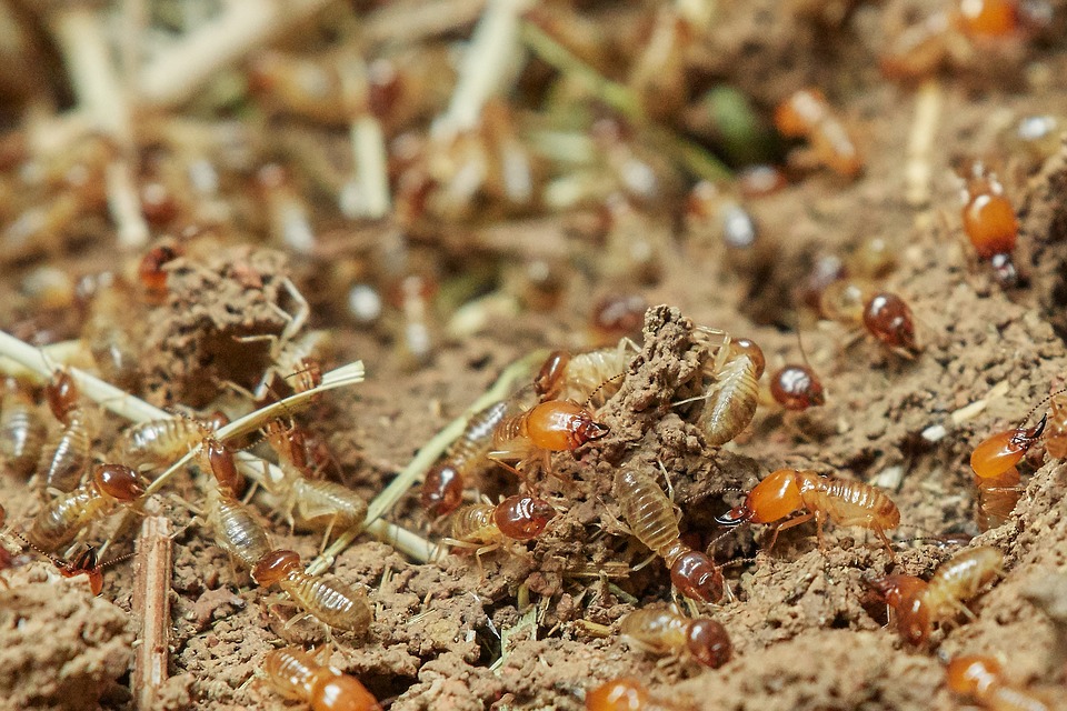 termite control for termites