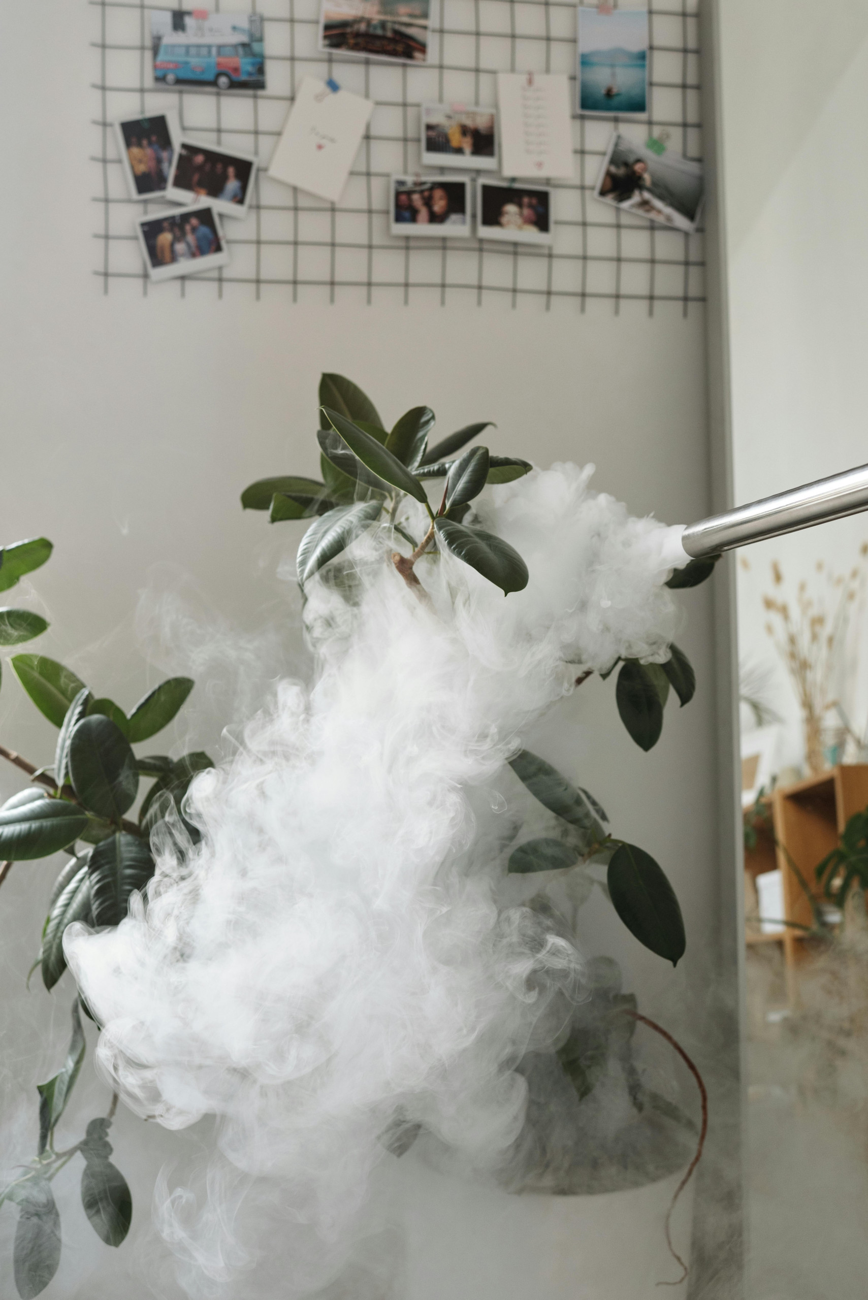 Pest Control and Extermination Services in Irvington, NJ
